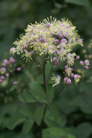 Thalictrum 'Anne'