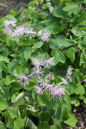 THALICTRUM aquilegifolium 'The Cloud'