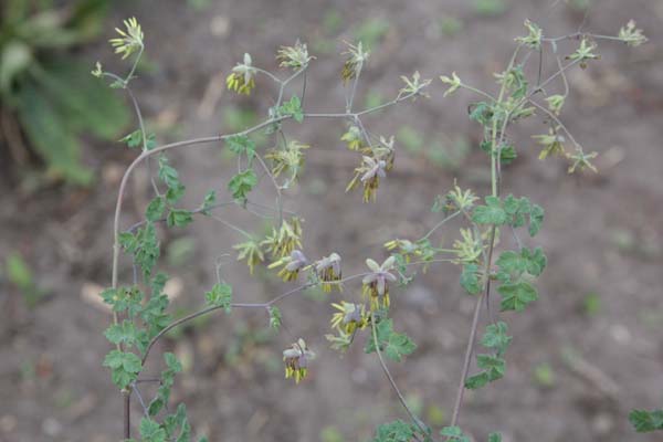 THALICTRUM sp. CC7077