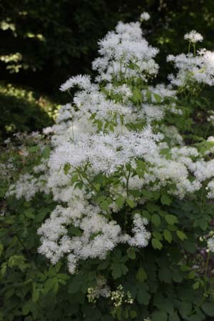 Thalictrum contortum