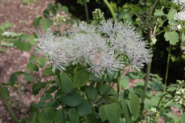 THALICTRUM contortum
