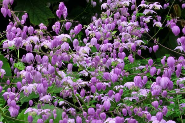THALICTRUM delavayi var. decorum (2)