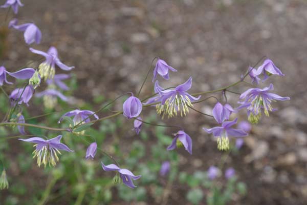 THALICTRUM delavayi