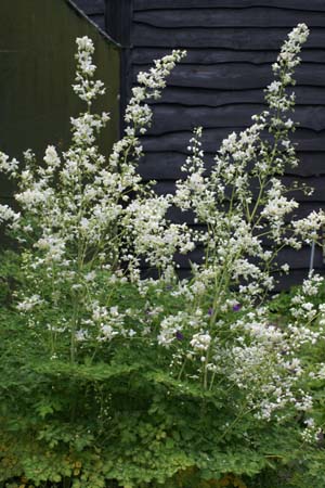 THALICTRUM delavayi 'Ankums White'
