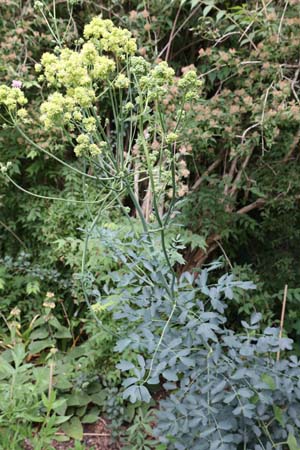 THALICTRUM flavum ex 'Tukker Princess'