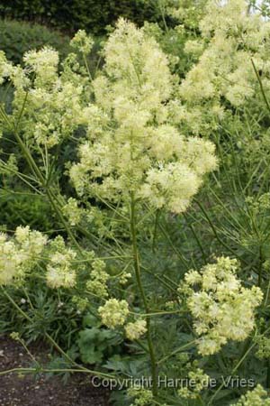 Thalictrum lucidum