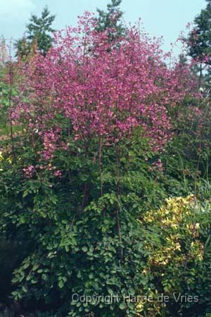 THALICTRUM rochebrunnianum