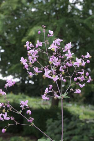 Thalictrum rochebrunnianum grandisepalum