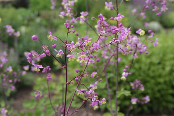 THALICTRUM toyamae