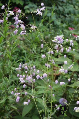 THALICTRUM sp. W/O-7283