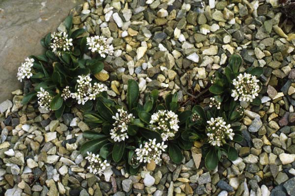 Thlaspi