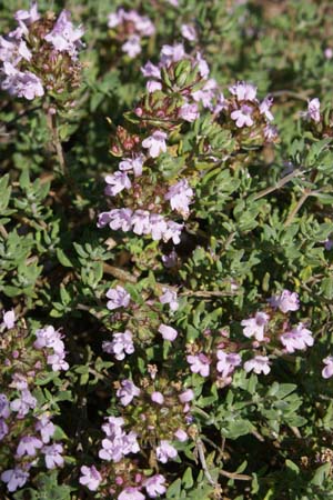Thymus camphoratus