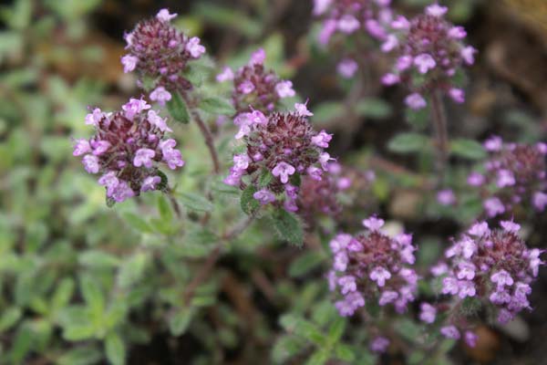 Thymus ciliatus