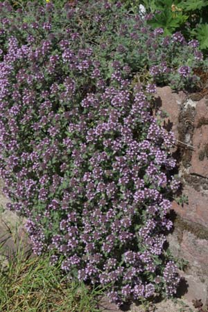 Thymus ciliatus