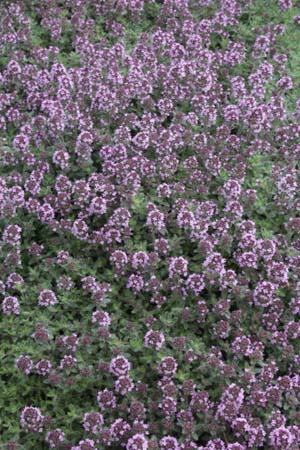 Thymus ciliatus