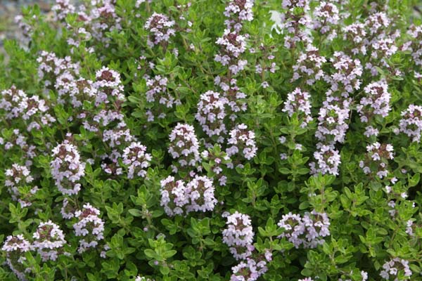 Thymus citriodorus 'Lime'
