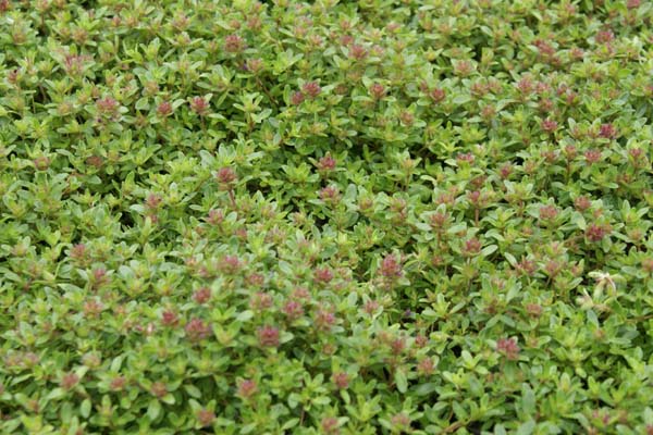 Thymus 'Creeping Red'
