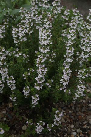 Thymus vulgaris x citriodorus 'Lammefjord'