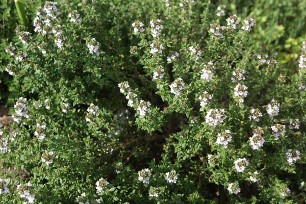 Thymus vulgaris x citriodorus 'Lammefjord'