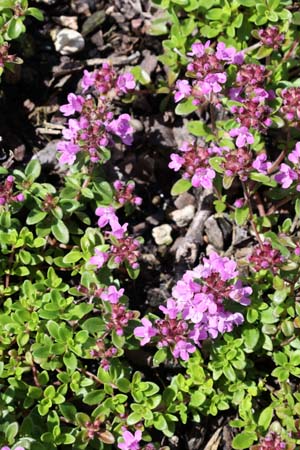 Thymus vulgaris x citriodorus 'Lammefjord'