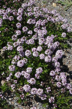 Thymus sp. (coll. Turkije)
