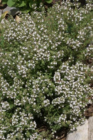 Thymus zygis