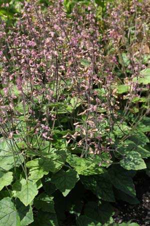 Tiarella polyphylla (HeHeHe024)