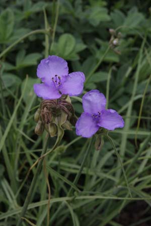 Tradescantia ohiensis