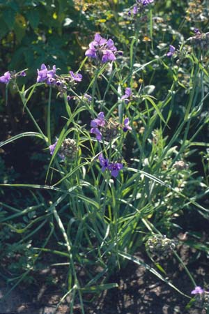 Tradescantia ohiensis