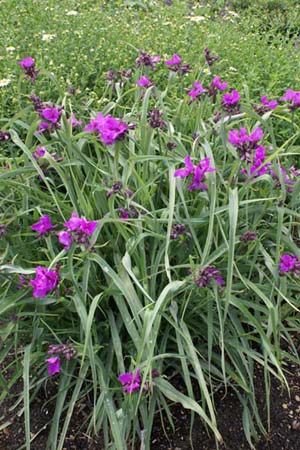 Tradescantia 'Red Grape'