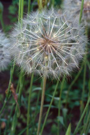 Tragopogon