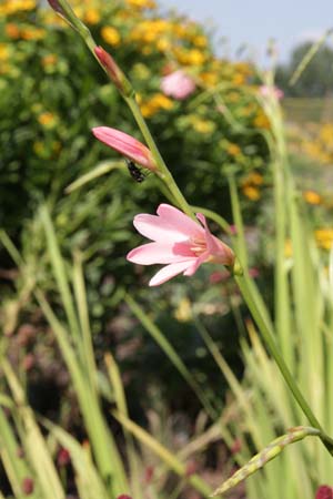 Tritonia disticha ssp. rubrolucens tall pink form