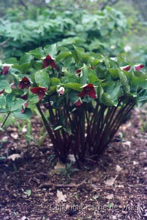 Trillium erectum