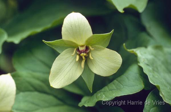 Trillium erectum