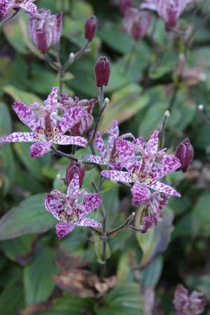 Tricyrtis formosana 'Dark Form'