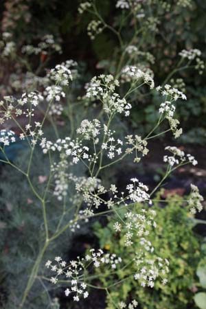 Trinia glauca ?