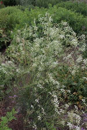 Trinia glauca ?
