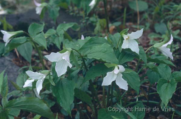 Trillium