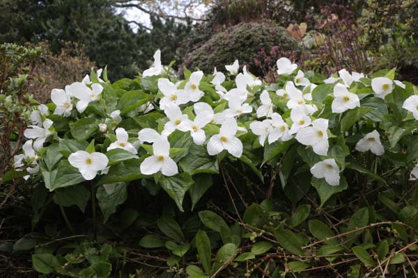 Trillium grandiflorum