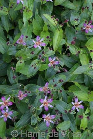 TRICYRTIS 'Hobane'