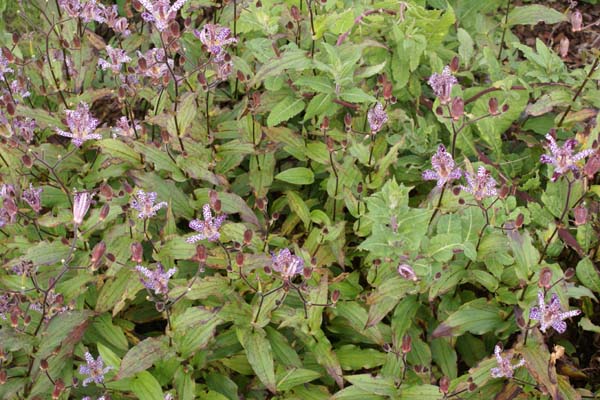 Tricyrtis 'Hobane'