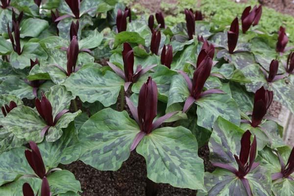 Trillium kurabayashii (groot bloeibaar)