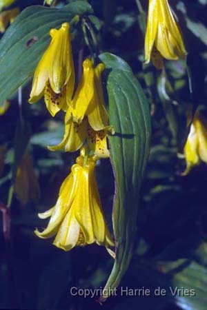 TRICYRTIS macrantha macranthopsis