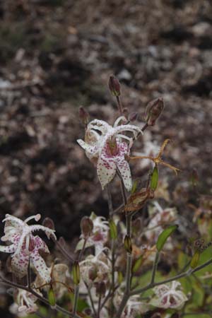 Tricyrtis macropoda
