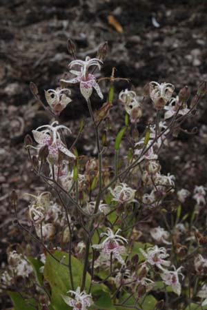 Tricyrtis macropoda