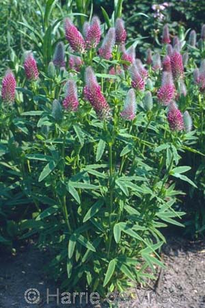 Trifolium