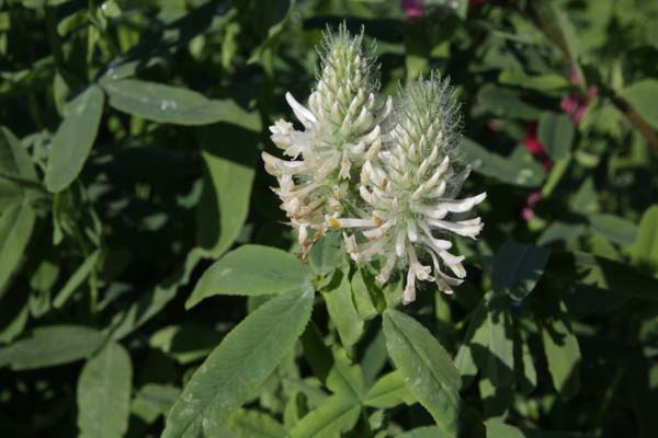 Trifolium rubens 'Frosty Feathers'