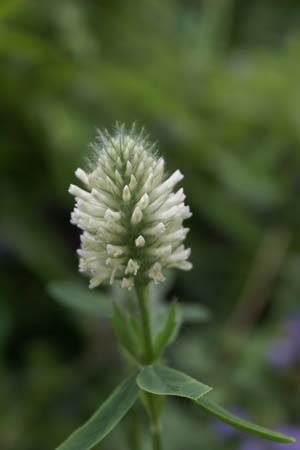 TRIFOLIUM rubens 'Catharina'