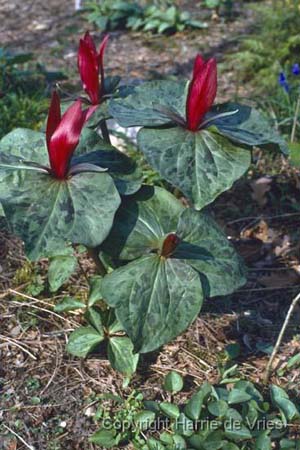 Trillium sessile