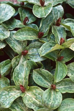 Trillium sessile